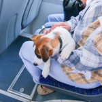 pets-forced-into-coach-luggage-holds:-why-spain-needs-better-travel-rules