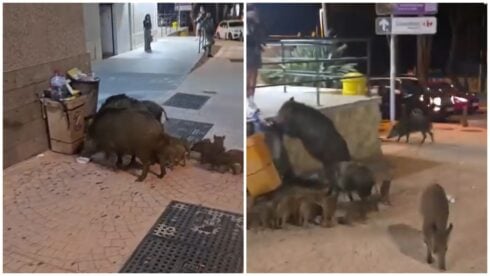 Boars wander into Mijas