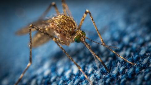 Mosquito with West Nile virus